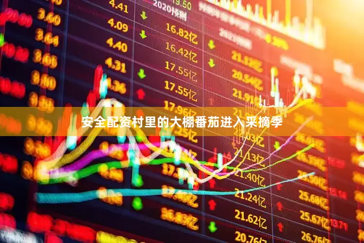 安全配资村里的大棚番茄进入采摘季